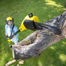 How Our Tree Care Process Works  in Fountain Valley, CA