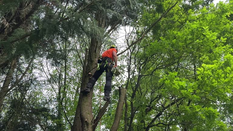 Fountain Valley, CA Tree Services Company